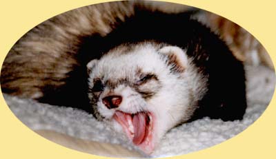 Bruno, wie er leibt und lebt