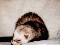 Leckerli auf der Couch