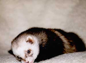 Bruno beim d&ouml;sen