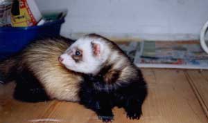 Bruno will sich ausruhen