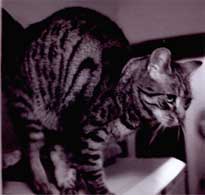 Rosie, kann keiner Fliege was zu leide tun.